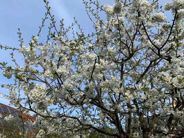 Kirschbaum von Rainers Nachbar Kirschbaum von Rainers Nachbar